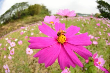 Cosmos flower in an winter fields,in Taiwan.