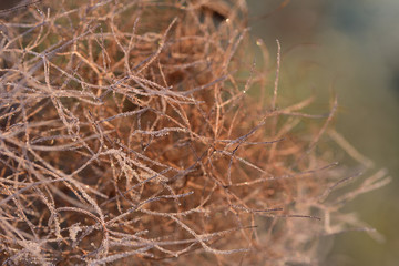 Close-up, texture and background of frozen wild seeds and fibers that shine in the sunlight with frost and ice crystals in the morning in winter