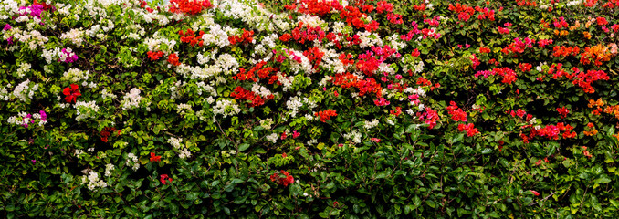flowering bush in a park