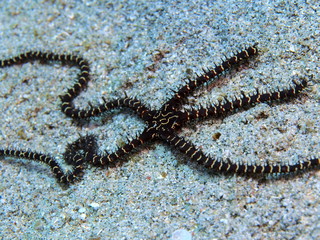 The amazing and mysterious underwater world of Indonesia, North Sulawesi, Manado, brittlestar
