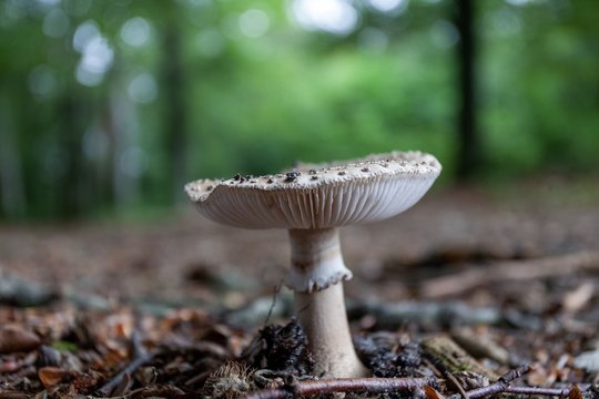 Closeup shot of a mushroom growing in the forest