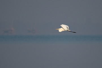 Egret in flight