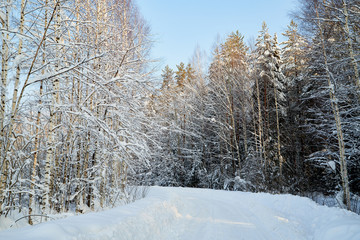 White road in a winter forest with snow covered trees in a sunny day