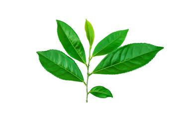 green leaves isolated on white background for design elements, fresh green leaves