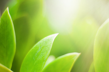 closeup nature view of green leaf on blurred background and sunlight, fresh wallpaper concept
