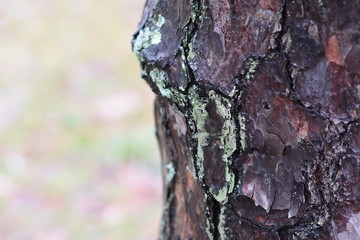 tree bark