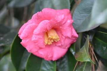 camelia