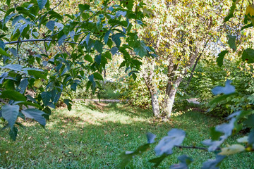Trees and bushes surrounding a green lawn with grass on a summer or autumn day