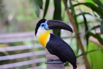 toucan on a branch