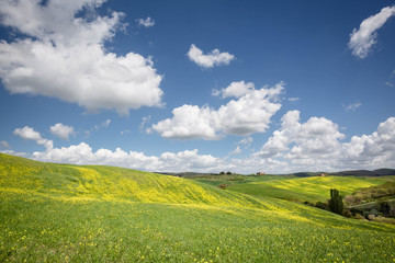 Obraz premium Colline Toscane e verdi praterie in Val di Orcia