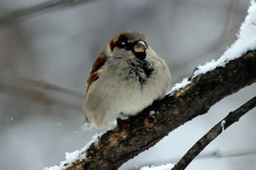 sparrow on branch of tree