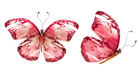Two watercolor butterflies , isolated on white background