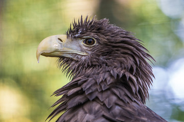 König der Lüfte