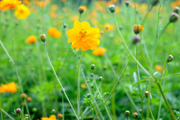 close up of cosmos flower with cosmos field background