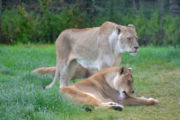 Fototapeta na wymiar African lion, Panthera leo, yawning and prowling in grassland