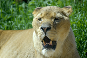 African lion, Panthera leo, yawning and prowling in grassland