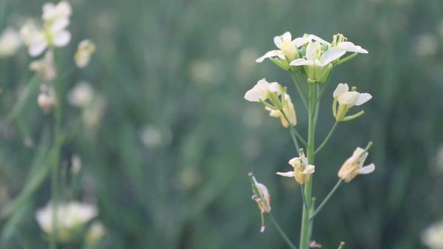 Mustard flowers in the field.