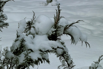 Naklejka premium tree in fog