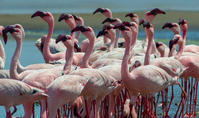 Wild african birds. Group birds of pink african flamingos  walking around the blue lagoon on a sunny day
