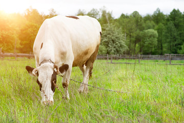 Naklejka premium Cow grazing on a spring pasture.