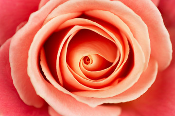 Fototapeta na wymiar Vibrant fresh tender pink and orange rose close up. Rose head macro photo background.