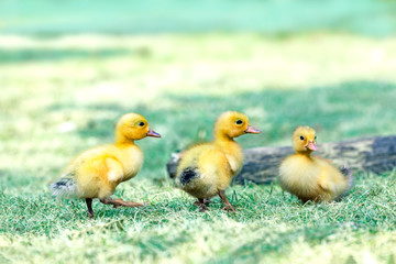 倒木と3羽のアヒルの雛。赤ちゃん、癒し、自然、環境イメージ