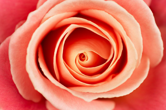 Vibrant fresh tender pink and orange rose close up. Rose head macro photo background.