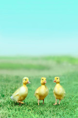 草原を散歩する3羽のアヒルの雛。癒し、赤ちゃん、子供、環境、自然イメージ