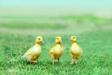 草原を散歩する3羽のアヒルの雛。癒し、赤ちゃん、子供、環境、自然イメージ