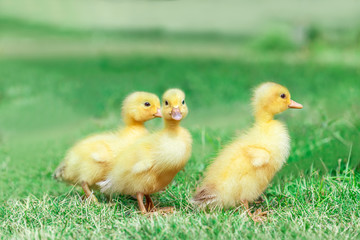 草原を散歩する3羽のアヒルの雛。癒し、赤ちゃん、子供、環境、自然イメージ