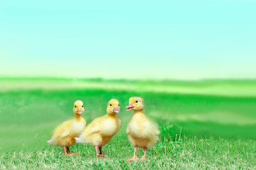 草原を散歩する3羽のアヒルの雛。癒し、赤ちゃん、子供、環境、自然イメージ