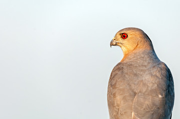 A closeup of shikra at late evening