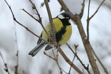 great tit on branch