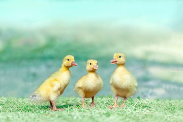 草原を散歩する3羽のアヒルの雛。癒し、赤ちゃん、子供、環境、自然イメージ