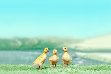 草原を散歩する3羽のアヒルの雛。癒し、赤ちゃん、子供、環境、自然イメージ