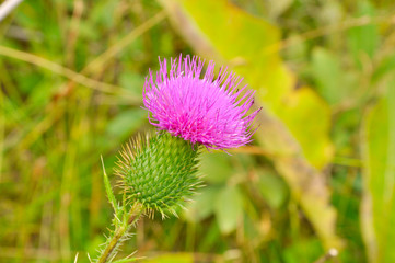 thistle flower on green background