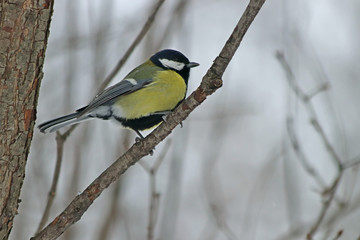 great tit on branch