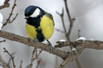great tit on branch