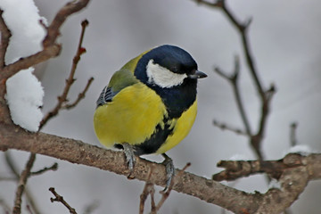 blue tit on branch
