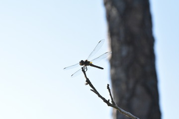 dragonfly on a background