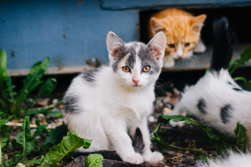 A colorful homeless kitten. Cat on the street.