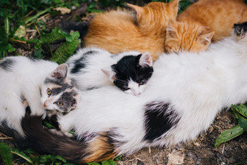 Fototapeta premium Three-colored cat with beautiful yellow eyes feeds kittens. Kittens with their mom. Cat family