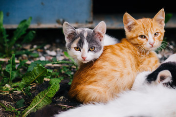 Three-colored cat with beautiful yellow eyes feeds kittens. Kittens with their mom. Cat family