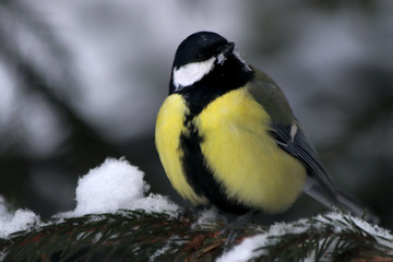 great tit on branch