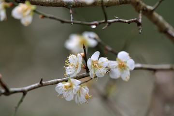 Plum blossoms blooming in winter.