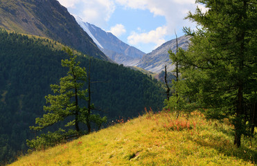 Mountain landscape, glacier on top, forest on the slopes