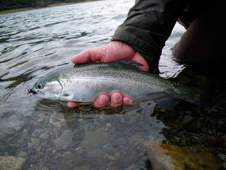 a rainbow trout on the water