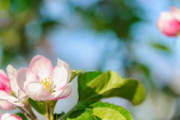 りんごの花