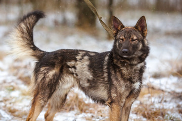 Mongrel dog of chocolate shade. Portrait of a beautiful unusual fluffy dog in the forest