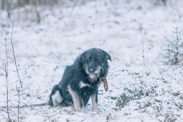Unhappy dog in cold winter in the forest. Sad photo with a dog in cold pastel colors.